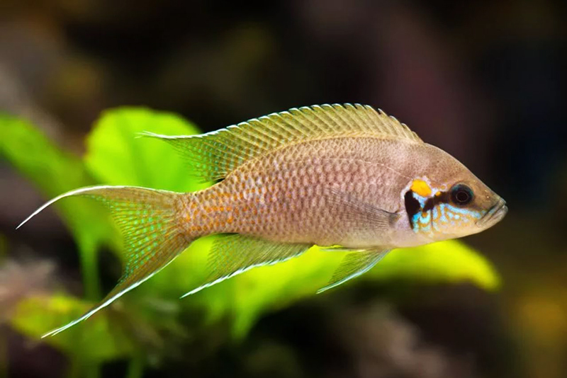 Принцесса бурунди (Neolamprologus brichardi) содержание и размножение в условиях домашнего аквариума