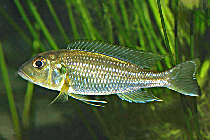 Представители рода Limnochromis, чаще других содержащиеся в домашних аквариумах