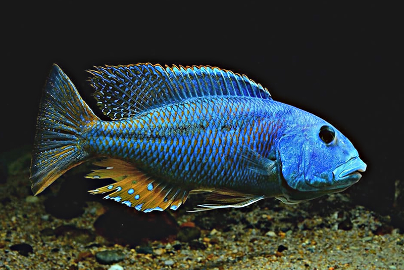 Apucmoxpomuc кpucmu (Aristochromis christyi) описание и основные требования к успешному содержанию и размножению в условиях домашнего аквариума