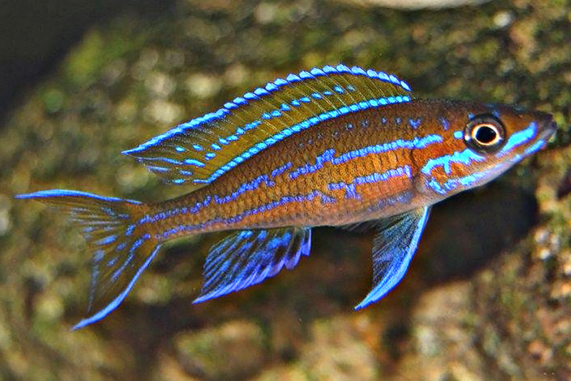 Paracyprichromis nigripinnis “Blue neon” содержание и размножение в условиях домашнего аквариума