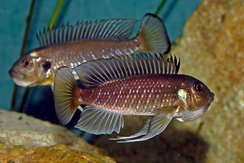 Бронзовый триглахромис (Triglachromis otostigma) содержание и размножение в условиях домашнего аквариума