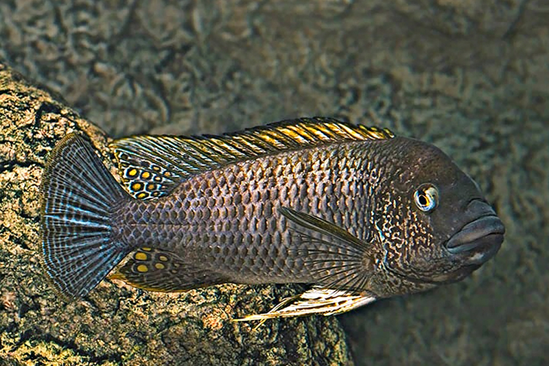 Петрохромис фамула (Petrochromis famula) содержание и размножение в условиях домашнего аквариума