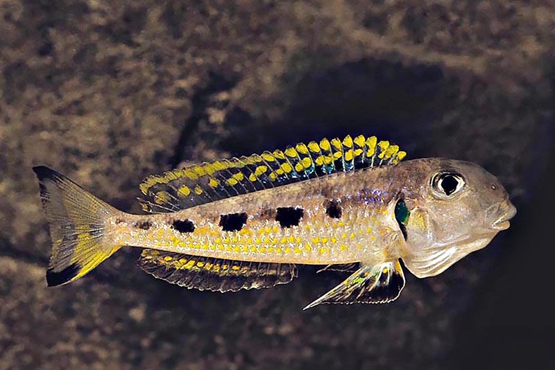 Ксенотиляпия охрогенис (Xenotilapia ochrogenys) содержание и размножение в условиях домашнего аквариума