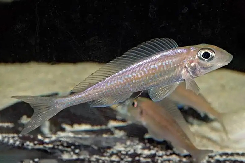 Ксенотиляпия тонкохвостая (Xenotilapia leptura) содержание и размножение в условиях домашнего аквариума