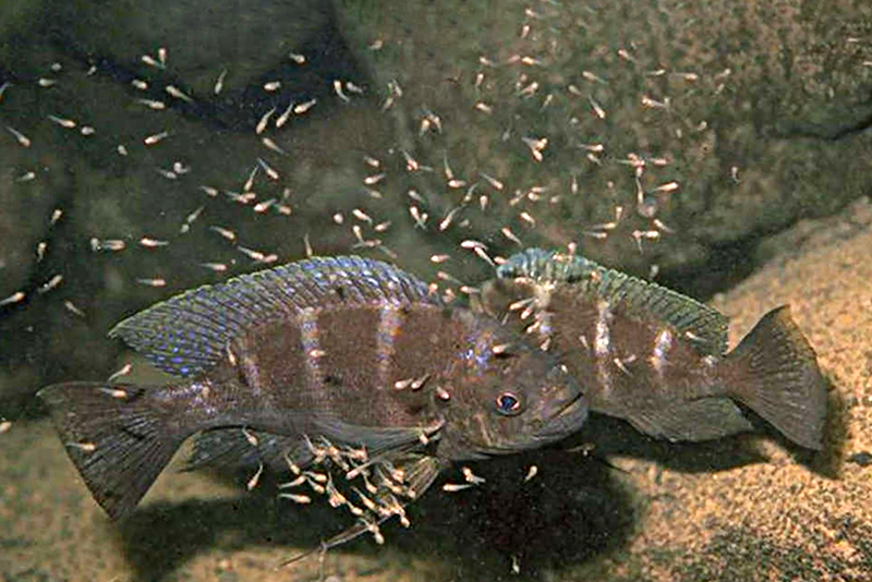 Плекодус страелени (Plecodus straeleni) содержание и размножение в условиях домашнего аквариума