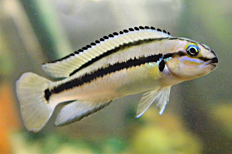 Тельматохромис виттатус (Telmatochromis vittatus) содержание и размножение в условиях домашнего аквариума