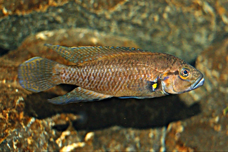 Тельматохромис донти (Telmatochromis dhonti) содержание и размножение в условиях домашнего аквариума