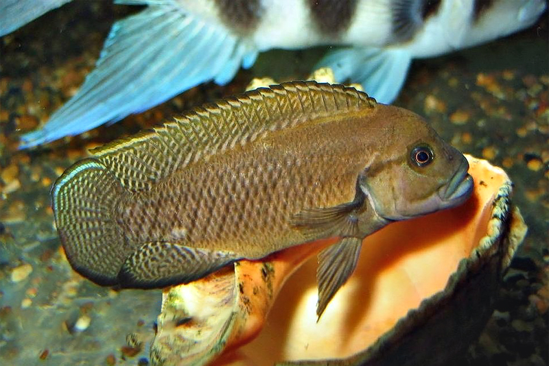 Telmatochromis temporalis “shell” содержание и размножение в условиях домашнего аквариума