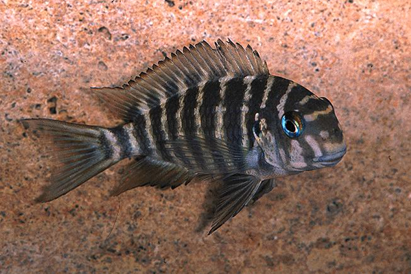 Трофеус калеми (Tropheus annectens) содержание и размножение в условиях домашнего аквариума