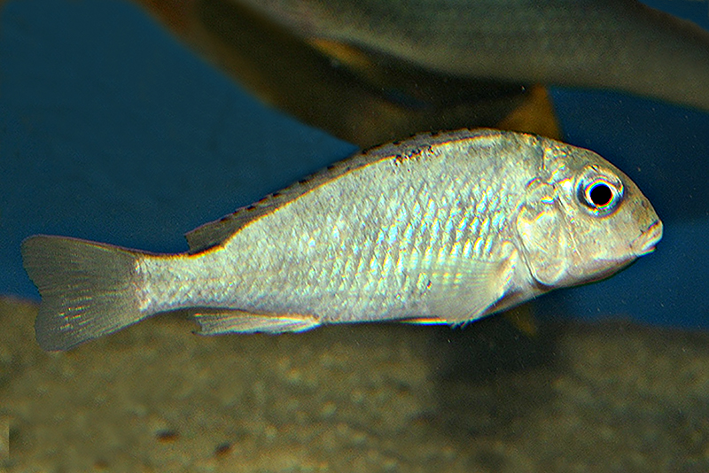 Чернокаймовый симохромис (Simochromis marginatus) содержание и размножение в условиях домашнего аквариума