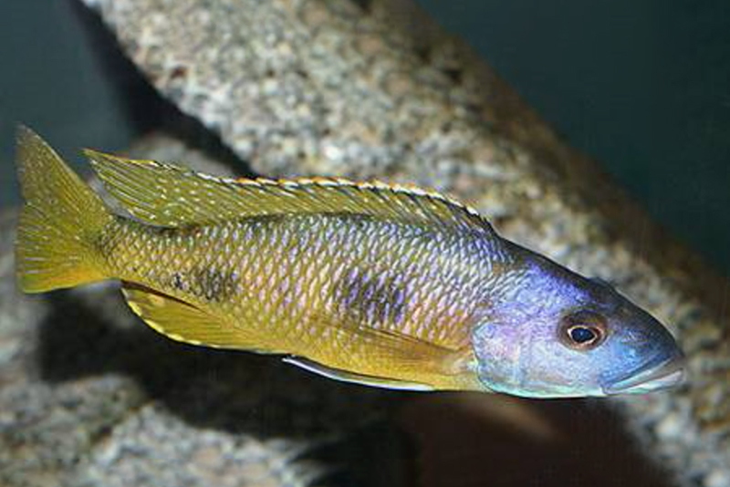 Эксохохромис трехпятнистый (Exochochromis anagenys) содержание и размножение в условиях домашнего аквариума