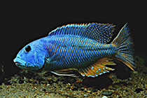 Представители рода Aristochromis чаще других содержащиеся в домашних аквариумах