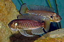 Представители рода Triglachromis, чаще других содержащиеся в домашних акввариумах