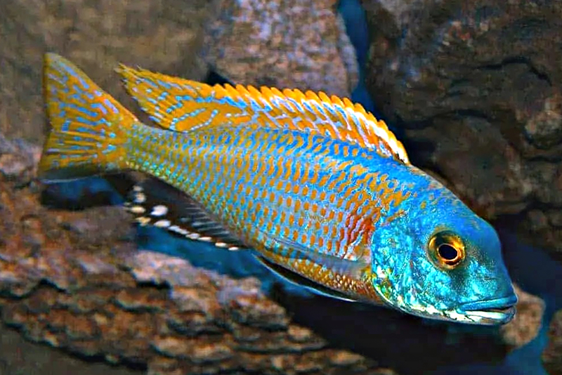 Буккохромис полососпинный (Buccochromis nototaenia) содержание и размножение в условиях домашнего аквариума