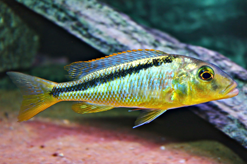 Буккохромис родези (Buccochromis rhoadesii) содержание и размножение в условиях домашнего аквариума