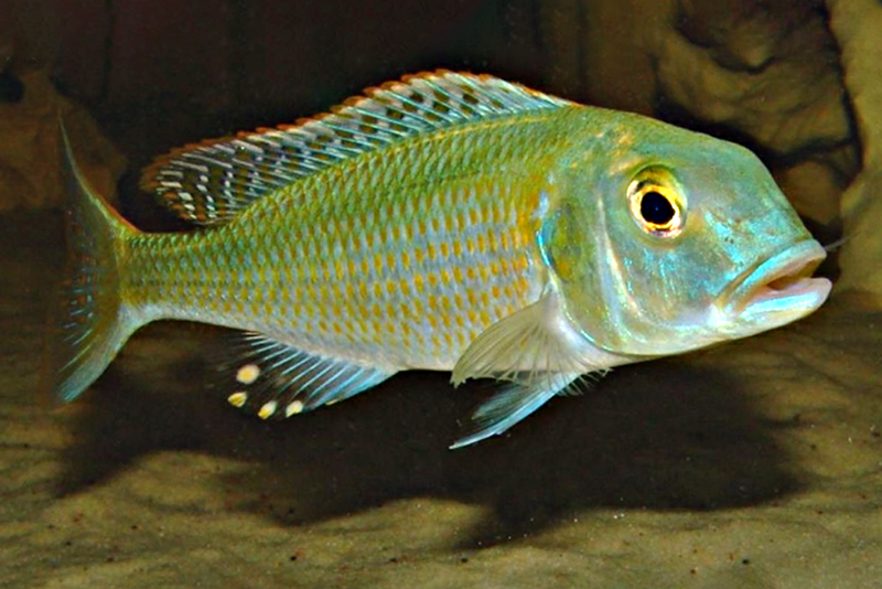 Буккохромис тонкохвостый (Buccochromis lepturus) содержание и размножение в условиях домашнего аквариума