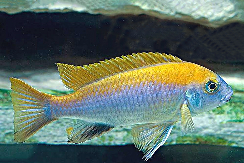 Гефирохромис мура (Gephyrochromis moorii) содержание и размножение в условиях домашнего аквариума