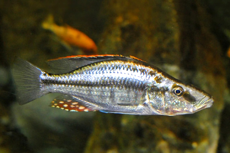 Димидиохромис раздвоенный (Dimidiochromis dimidiatus) содержание и размножение в условиях домашнего аквариума