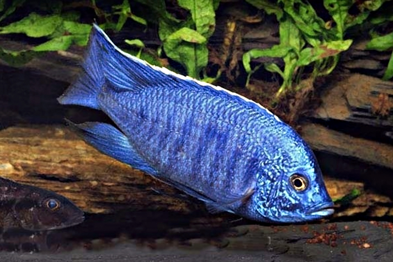 Копадихромис ацуреус (Copadichromis azureus) содержание и размножение в условиях домашнего аквариума