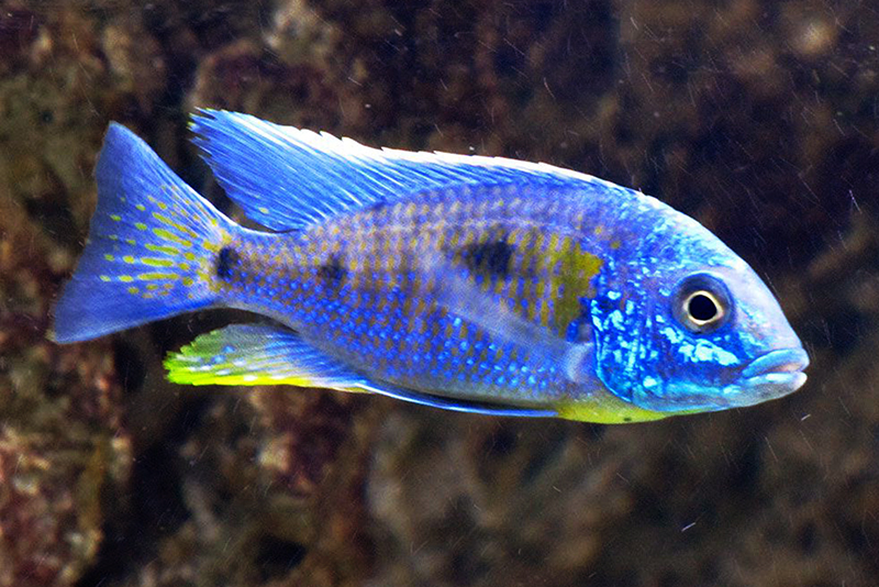 Копадихромис вердуини (Copadichromis verduyni) содержание и размножение в условиях домашнего аквариума