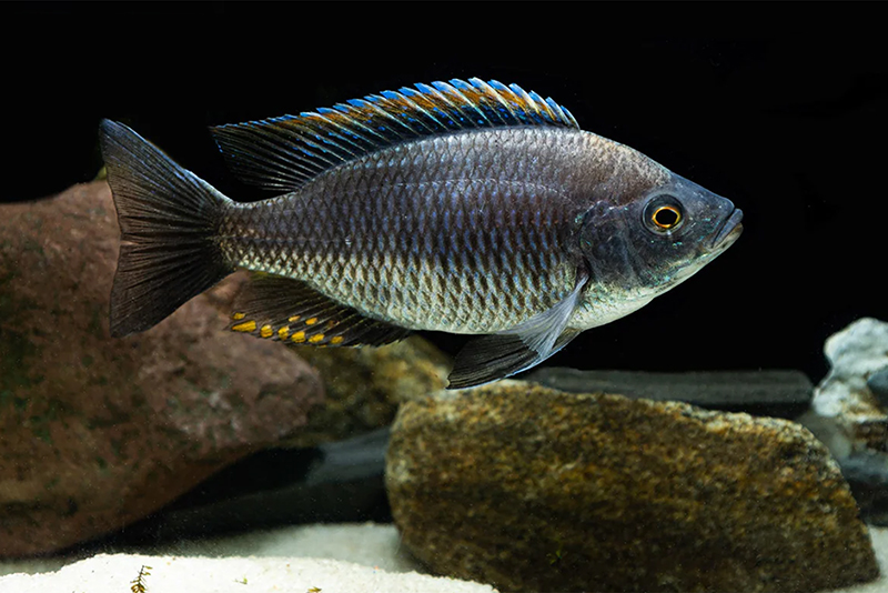 Копадихромис виргиналис (Copadichromis virginalis) содержание и размножение в условиях домашнего аквариума