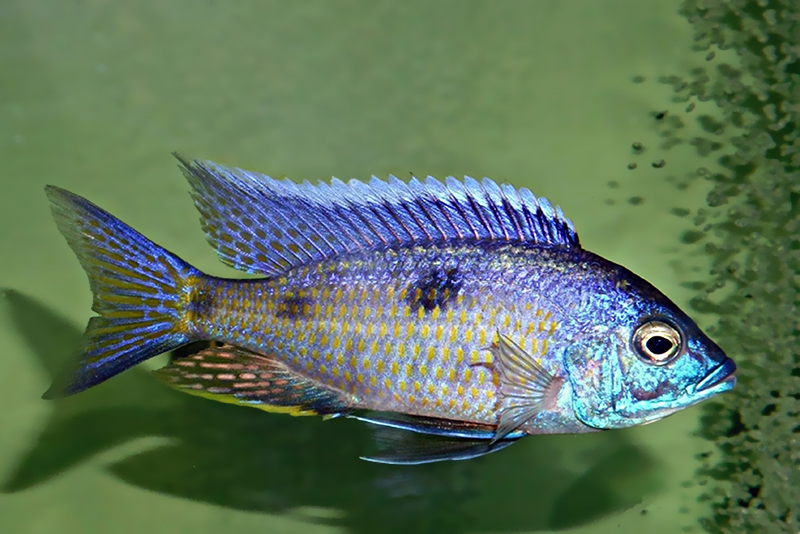 Копадихромис островной (Copadichromis insularis) содержание и размножение в условиях домашнего аквариума