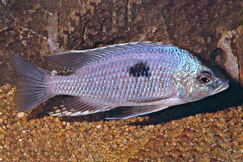 Копадихромис плейростигма (Copadichromis pleurostigma) содержание и размножение в условиях домашнего аквариума