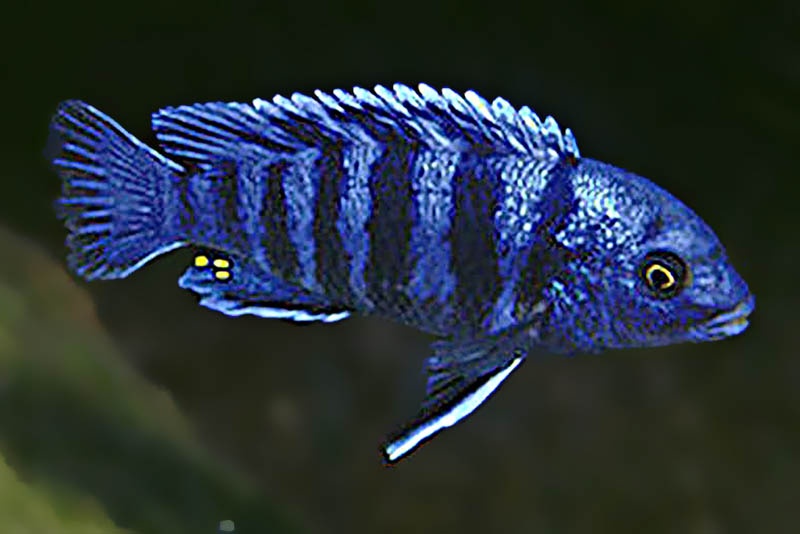 Лабидохромис зебровый (Labidochromis zebroides) содержание и размножение в условиях домашнего аквариума