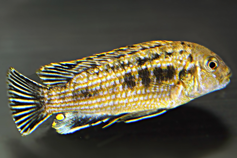 Лабидохромис макуликауда (Labidochromis maculicauda) содержание и размножение в условиях домашнего аквариума