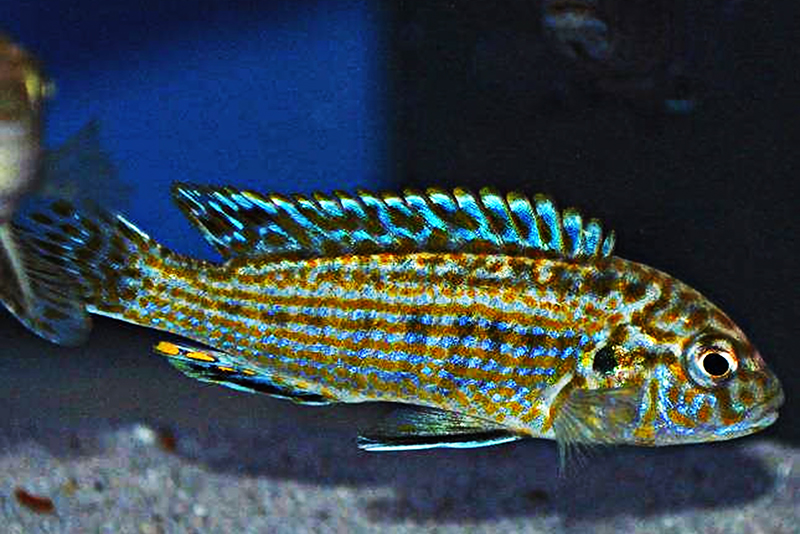 Лабидохромис текстильный (Labidochromis textilis) содержание и размножение в условиях домашнего аквариума