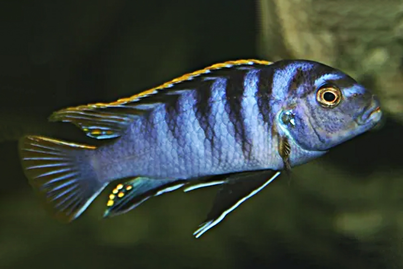 Лабидохромис фрайберга, Карликовая зебра (Labidochromis freibergi) содерхание и размножение в условиях домашнего аквариума