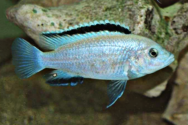 Цихлида-колибри (Labidochromis caeruleus) содержание и размножение в условиях домашнего аквариума