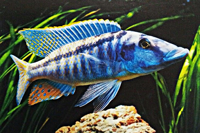 Лихнохромис акутицепс (Lichnochromis acuticeps) содержание и размножение в условиях домашнего аквариума