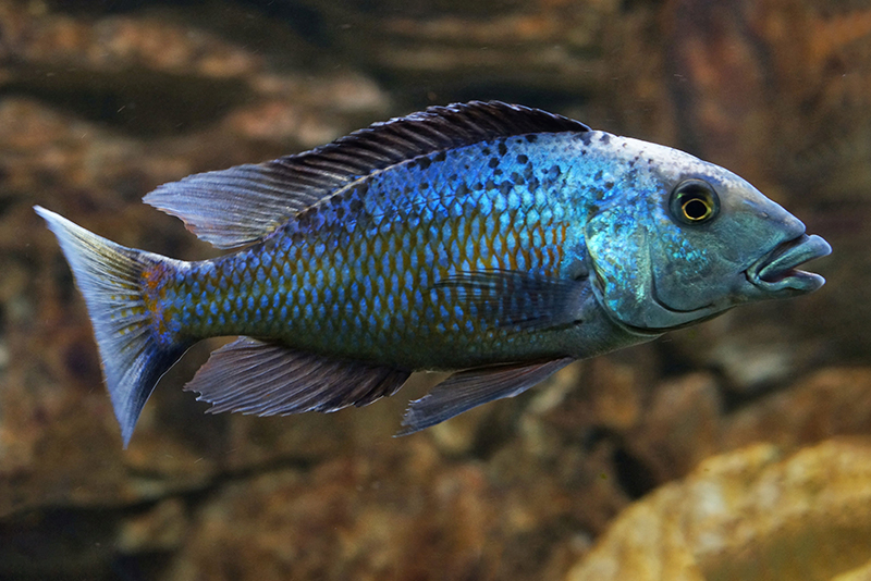 Фоссорохромис ростратус (Fossorochromis rostratus) содержание и размножение в условиях домашнего аквариума