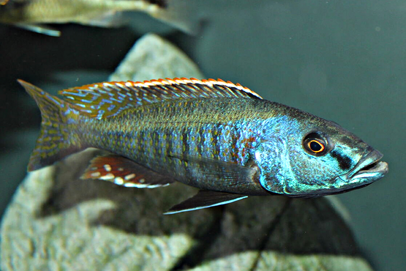 Хампсохромис пятнисторылый (Champsochromis spilorhynchus) содержание и размножение в условиях домашнего аквариума