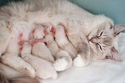 Необходимые условия и особенности протекания беременности у кошек