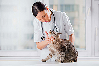 Здоровье кошки и наиболее частые проблеьы с ним