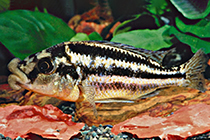 Представители рода Cheilochromis, чаще других содержащиеся в домашних аквариумах