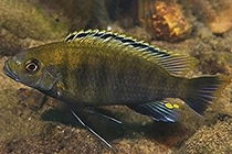 Представители рода Cyathochromis, чаще других содержащиеся в домашних аквариумах