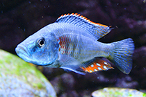 Представители рода Dimidiochromis, чаще других содержащиеся в домашних аквариумах