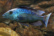 Представители рода Fossorochromis чаще других содержащиеся в домашних аквариумах