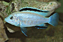 Представители рода Labidochromis, чаще других содержащиеся в домашних аквариумах