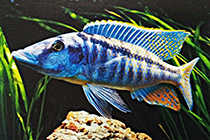 Представители рода Lichnochromis, содержащиеся в домашних аквариумах