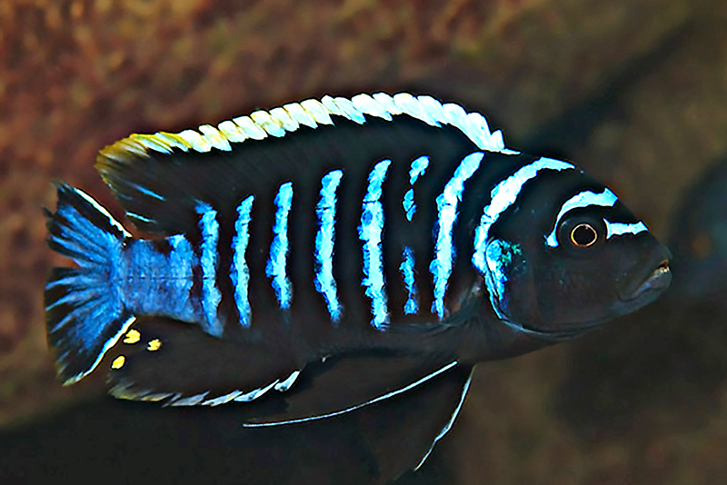 Зебровый микрохромис (Microchromis zebroides) содержание и размножение в условиях домашнего аквариума