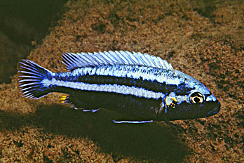 Коричнево-голубой меланохромис (Melanochromis vermivorus) содержание и размножение в условиях домашнего аквариума