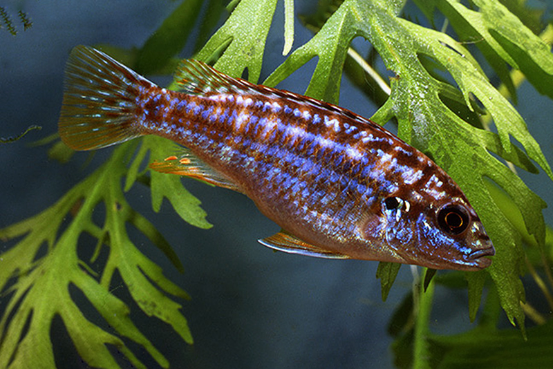 Меланохромис Джоанджонсона (Melanochromis joanjohnsonae) содержание и размножение в условиях домашнего аквариума