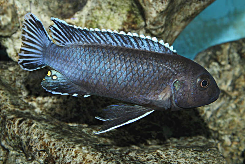 Меланохромис перилеукос (Melanochromis perileucos) содержание и размножение в условиях домашнего аквариума