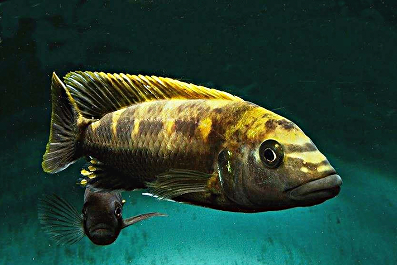 Меланохромис пестрый (Melanochromis baliodigma) содержание и размножение в условиях домашнего аквариума