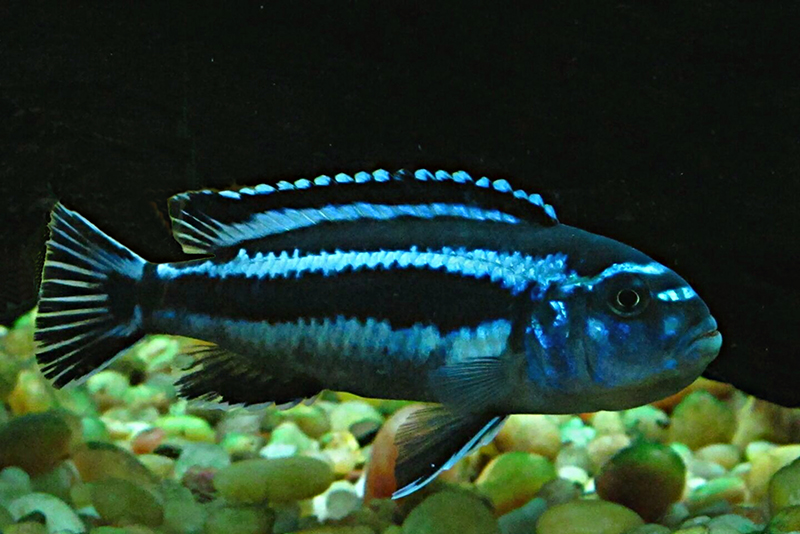 Меланохромис синеполосый (Melanochromis cyaneorhabdos) содержание и размножение в условиях домашнего аквариума