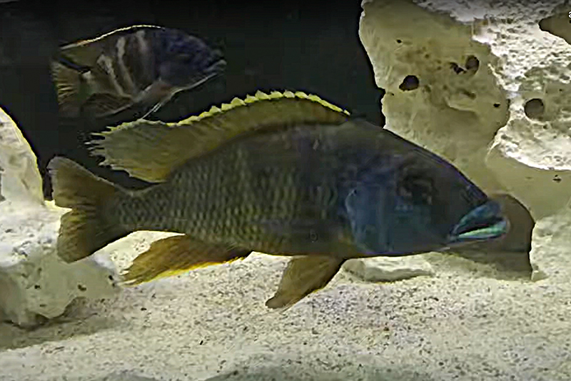 Милохромис голубой (Mylochromis epichorialis) содержание и размножение в условиях домашнего аквариума